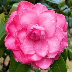 Meet your Posher, Lindsay